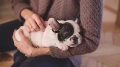 7 Anzeichen dafür, dass Sie ein verantwortungsbewusster Hundebesitzer sind